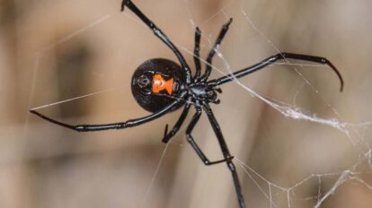 Araña viuda negra en Potosí