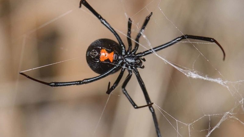Araña viuda negra en Potosí