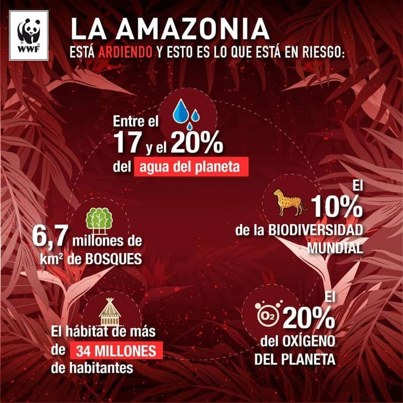 Incendios en la Chiquitanía afectan flora y fauna silvestre