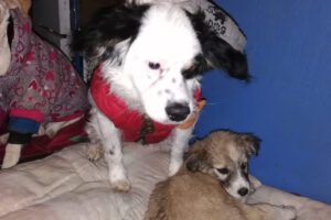 Pirata, el perrito rescatado que cuida a su amigo