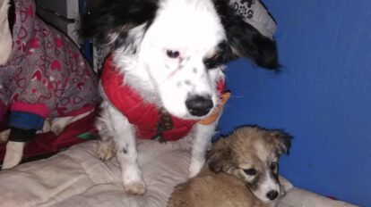Pirata, el perrito rescatado que cuida a su amigo