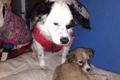 Pirata, el perrito rescatado que cuida a su amigo