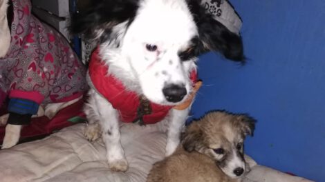 Pirata, el perrito rescatado que cuida a su amigo