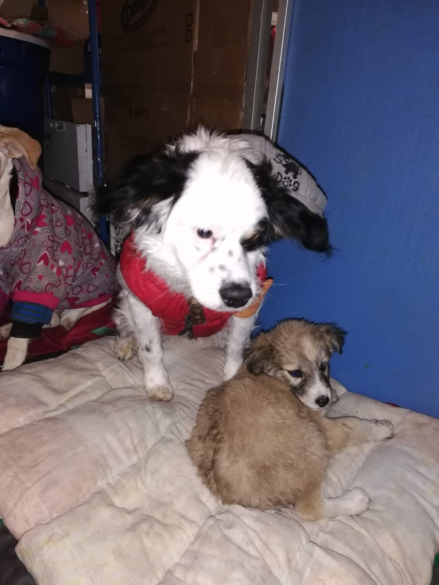 Pirata, el perrito rescatado que cuida a su amigo