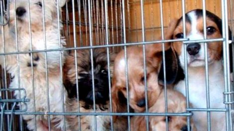 Prohibición de criar perros en China