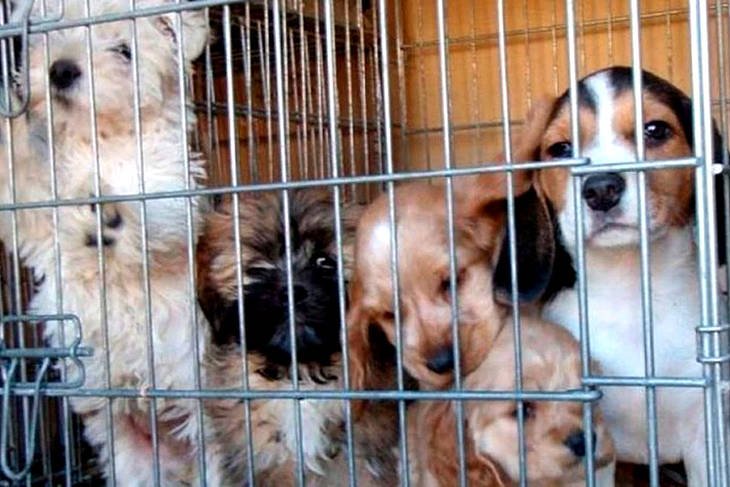 Prohibición de criar perros en China