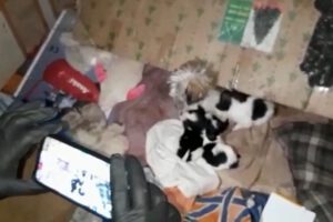 Rescate de animales en condiciones deplorables