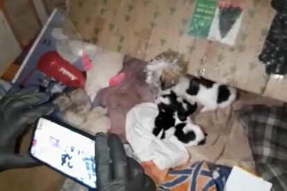 Rescate de animales en condiciones deplorables