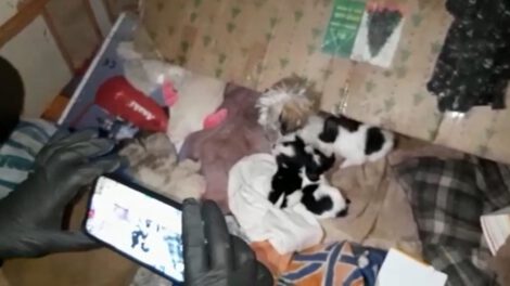 Rescate de animales en condiciones deplorables