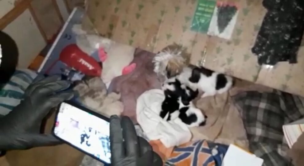 Rescate de animales en condiciones deplorables