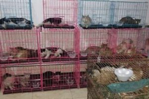Rescatan a 700 gatos que iban a ser sacrificados