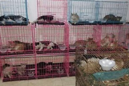 Rescatan a 700 gatos que iban a ser sacrificados