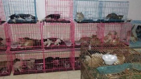 Rescatan a 700 gatos que iban a ser sacrificados
