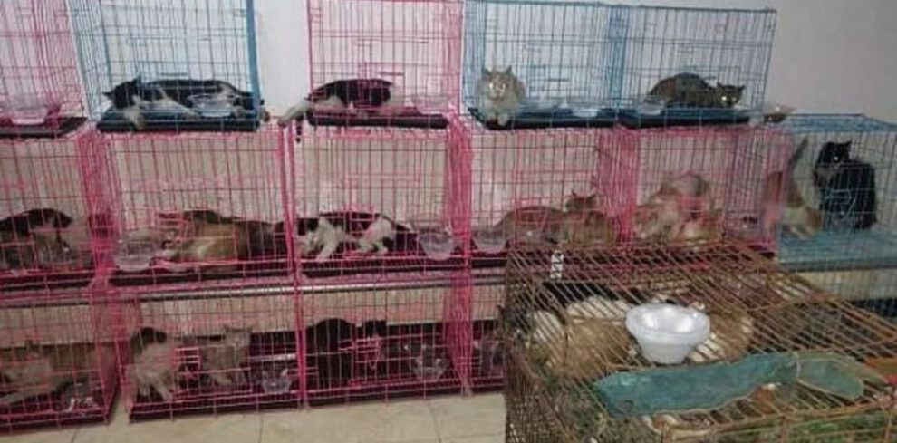 Rescatan a 700 gatos que iban a ser sacrificados