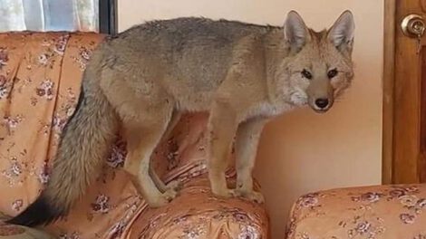 Liberen a Antonio, el zorro rescatado por Zoonosis