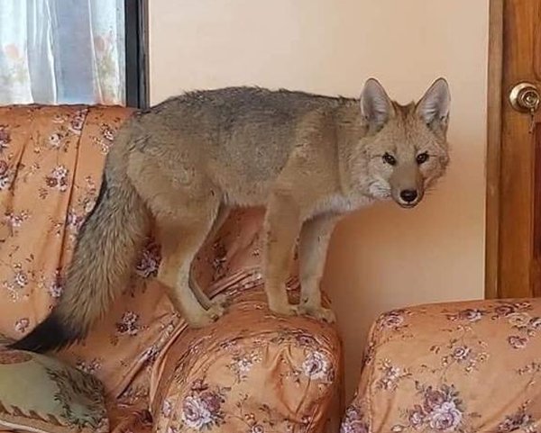 Liberen a Antonio, el zorro rescatado por Zoonosis