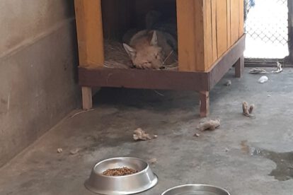 Zorro Antonio en buenas condiciones según evaluación veterinaria