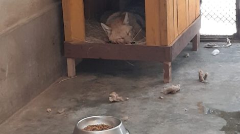 Zorro Antonio en buenas condiciones según evaluación veterinaria