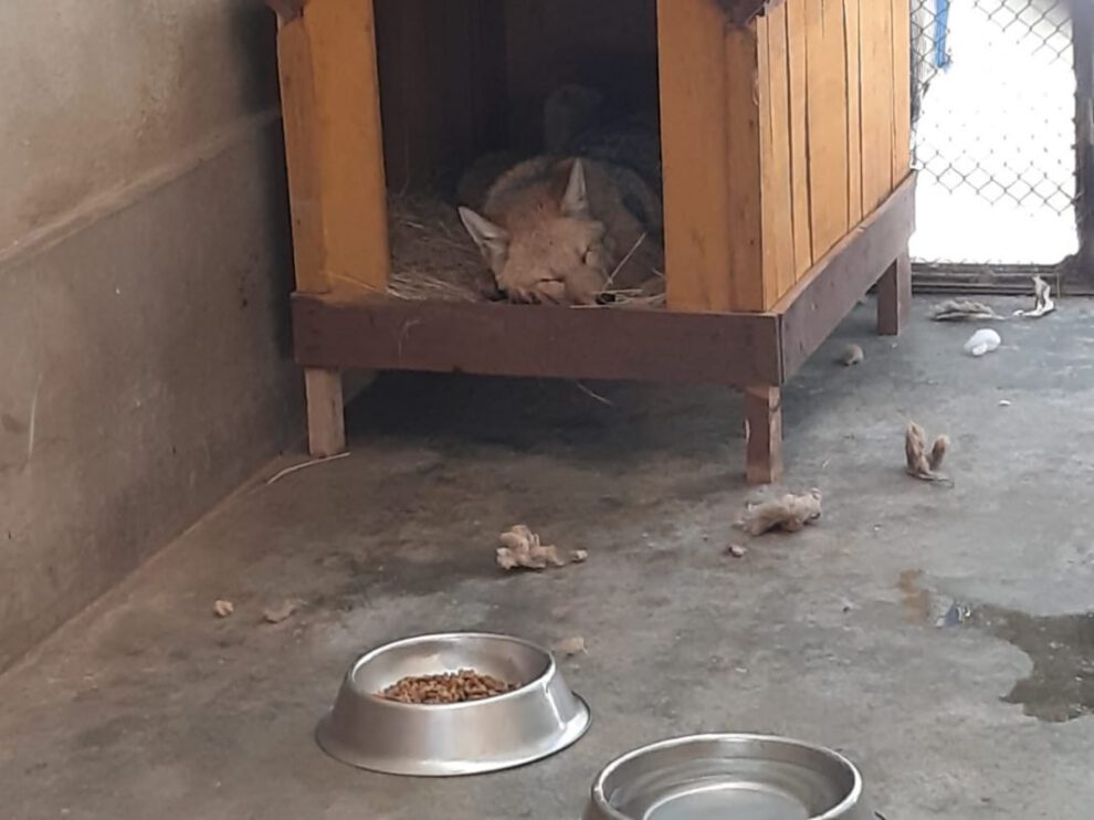 Zorro Antonio en buenas condiciones según evaluación veterinaria
