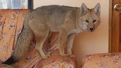 Zorro Antonio podría retornar con su familia adoptiva