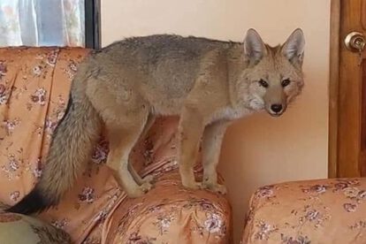 Zorro Antonio podría retornar con su familia adoptiva