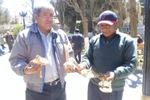 Mineros de La Joya hallan vestigios de la época colonial en el cerro Inca Sayaña