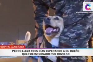 Lucky el perro leal espera a su dueño en el Hospital Almenara
