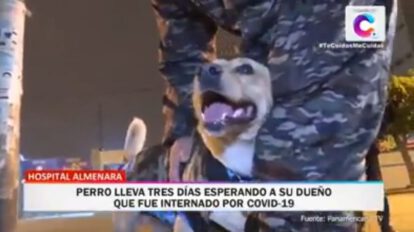 Lucky el perro leal espera a su dueño en el Hospital Almenara