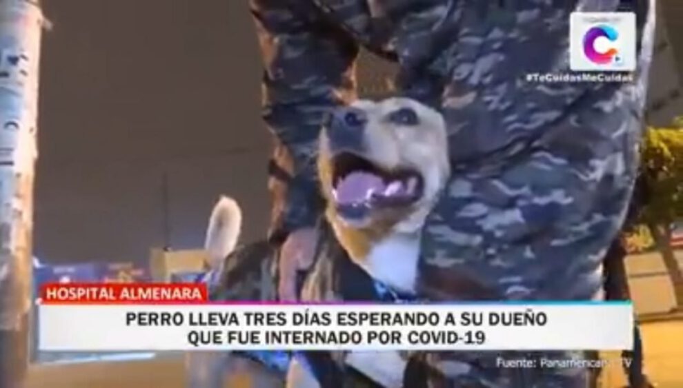 Lucky el perro leal espera a su dueño en el Hospital Almenara