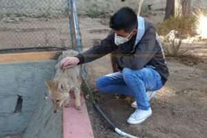 Brayan junto al zorrito Antonio en el Zoológico Andino Municipal de Oruro