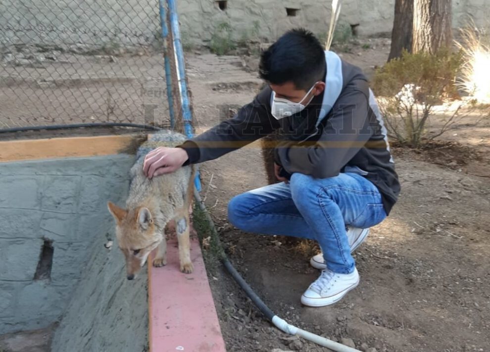 Brayan junto al zorrito Antonio en el Zoológico Andino Municipal de Oruro
