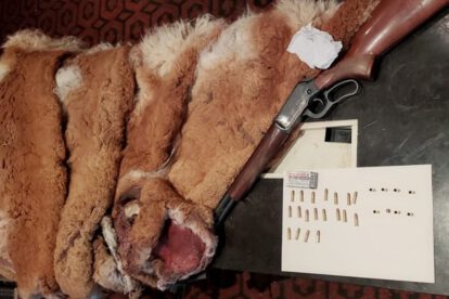 Caza ilegal de vicuñas en Oruro