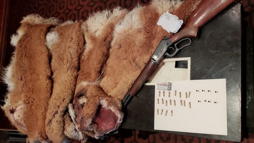Caza ilegal de vicuñas en Oruro