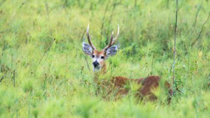 Parque Otuquis: La belleza de la naturaleza boliviana que lucha por su conservación