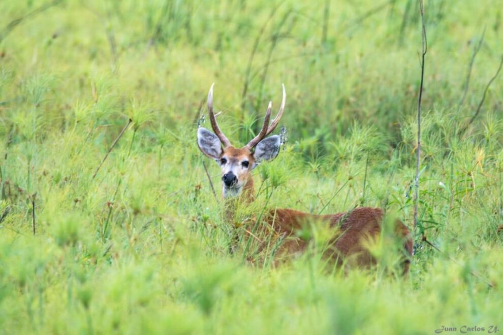 Parque Otuquis: La belleza de la naturaleza boliviana que lucha por su conservación