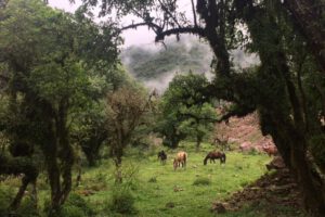 Reserva Nacional de Tariquía en el departamento de Tarija