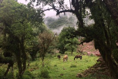 Reserva Nacional de Tariquía en el departamento de Tarija