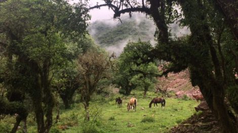 Reserva Nacional de Tariquía en el departamento de Tarija