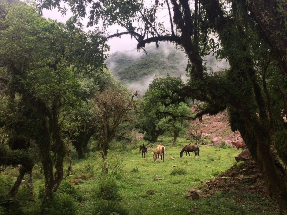 Reserva Nacional de Tariquía en el departamento de Tarija
