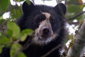 Jukumaris en Bolivia en una reserva ecológica