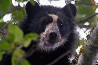 Jukumaris en Bolivia en una reserva ecológica