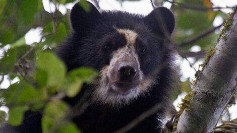 Jukumaris en Bolivia en una reserva ecológica