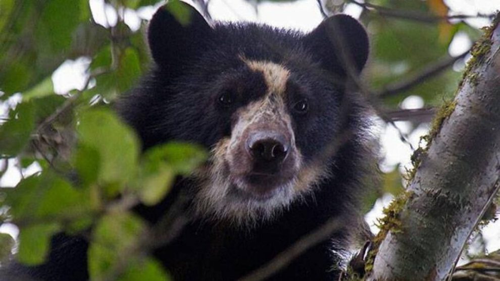 Jukumaris en Bolivia en una reserva ecológica