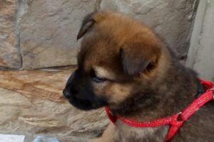 Paris la cachorra transformada de criolla a un perro de raza