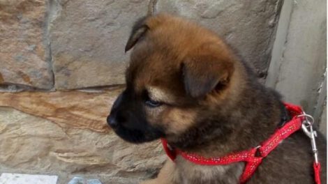 Paris la cachorra transformada de criolla a un perro de raza