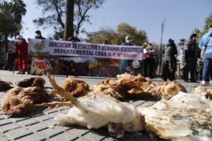 Protesta avicultores Cochabamba botando pollos muertos