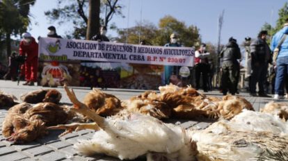 Protesta avicultores Cochabamba botando pollos muertos