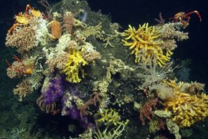 Nuevas especies de invertebrados descubiertas en las Islas Galápagos