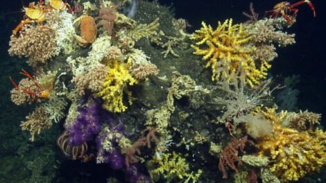 Nuevas especies de invertebrados descubiertas en las Islas Galápagos