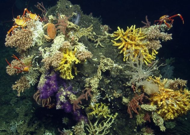 Nuevas especies de invertebrados descubiertas en las Islas Galápagos